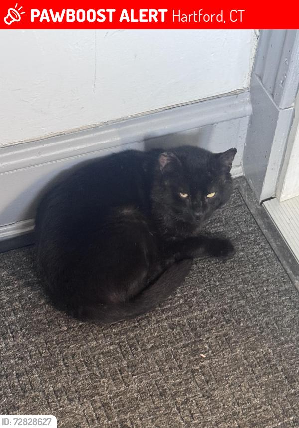 Lost Male Cat last seen Near the CITGO gas station, Hartford, CT 06106