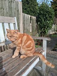 Lost Male Cat last seen Swanswell Medical, West Midlands, England B27 7AJ