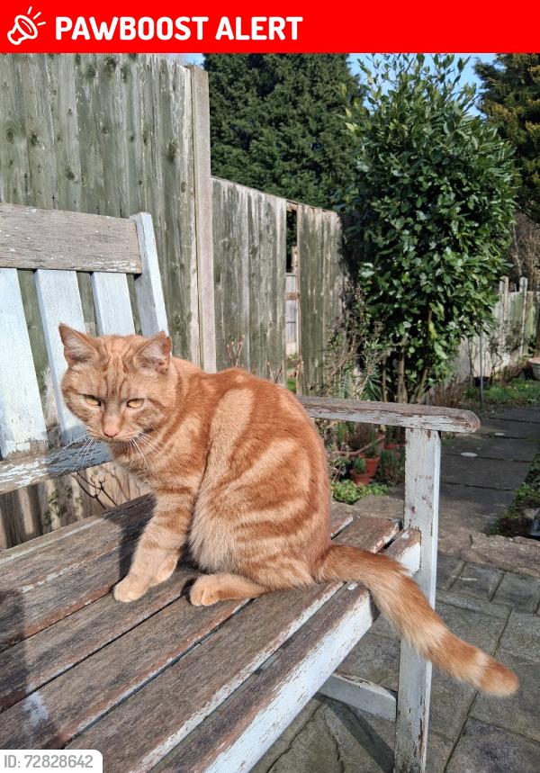 Lost Male Cat last seen Swanswell Medical, West Midlands, England B27 7AJ