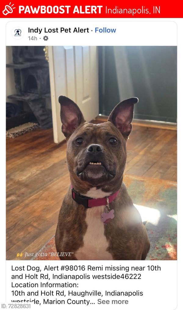 Lost Female Dog last seen 10th and tibbs, Indianapolis, IN 46222
