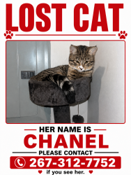 Lost Female Cat last seen Frankford , Philadelphia, PA 19136