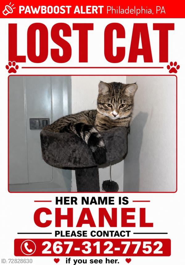 Lost Female Cat last seen Frankford , Philadelphia, PA 19136
