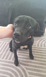Found/Stray Male Dog last seen Riverside Park; Found on White River Pkwy E., Indianapolis, IN 46202