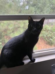 Lost Male Cat last seen West bridge park, Dallas, GA 30157