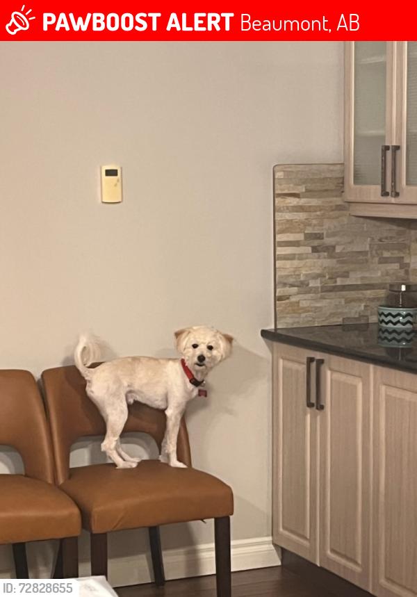 Lost Male Dog last seen Coloniale , Beaumont, AB 