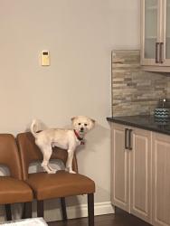 Lost Male Dog last seen Coloniale , Beaumont, AB 