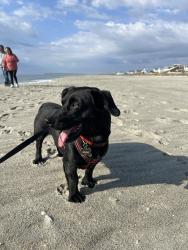 Lost Male Dog last seen forget me not lane , Wingate, NC 28174