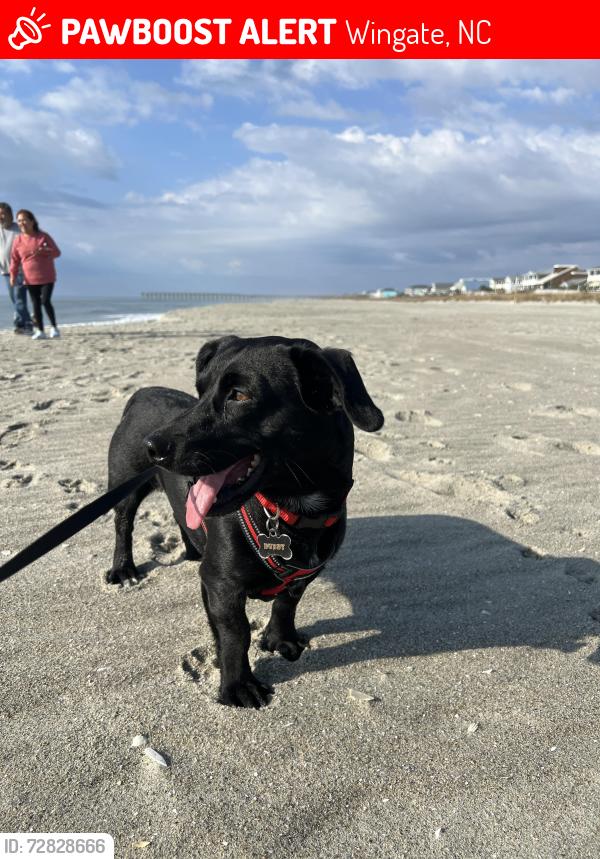 Lost Male Dog last seen forget me not lane , Wingate, NC 28174