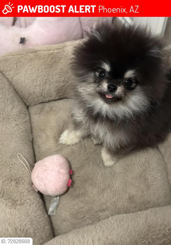 Lost Female Dog last seen Near ave and Osborn, Phoenix, AZ 85031