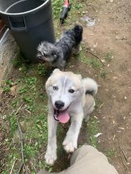 Found/Stray Unknown Dog last seen Cherry & evans st , Pottstown, PA 19464