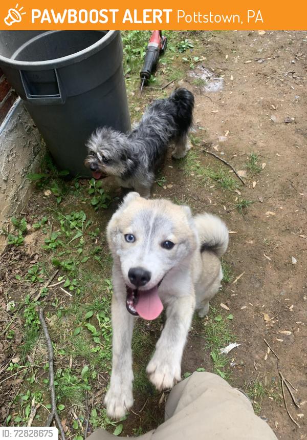 Found/Stray Unknown Dog last seen Cherry & evans st , Pottstown, PA 19464