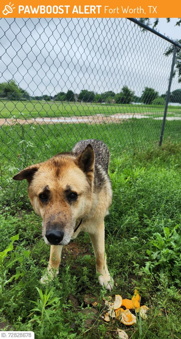 Found/Stray Male Dog last seen Crowley rd and Risinger rd, Fort Worth, TX 76134