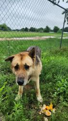 Found/Stray Male Dog last seen Crowley rd and Risinger rd, Fort Worth, TX 76134