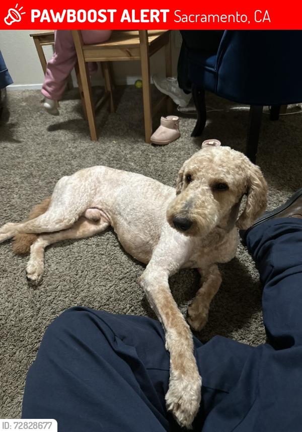 Lost Male Dog last seen Winterhaven ave, northgate Sacramento , Sacramento, CA 95833