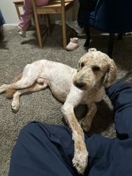 Lost Male Dog last seen Winterhaven ave, northgate Sacramento , Sacramento, CA 95833