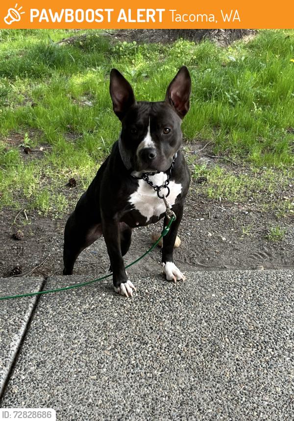 Found/Stray Female Dog last seen 88th and s Yakima Ave Tacoma wa, Tacoma, WA 98444