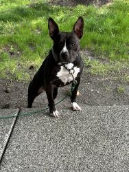 Found/Stray Female Dog last seen 88th and s Yakima Ave Tacoma wa, Tacoma, WA 98444