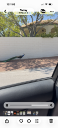 Found/Stray Unknown Bird last seen Maulding/Decatur blvd, Enterprise, NV 89113