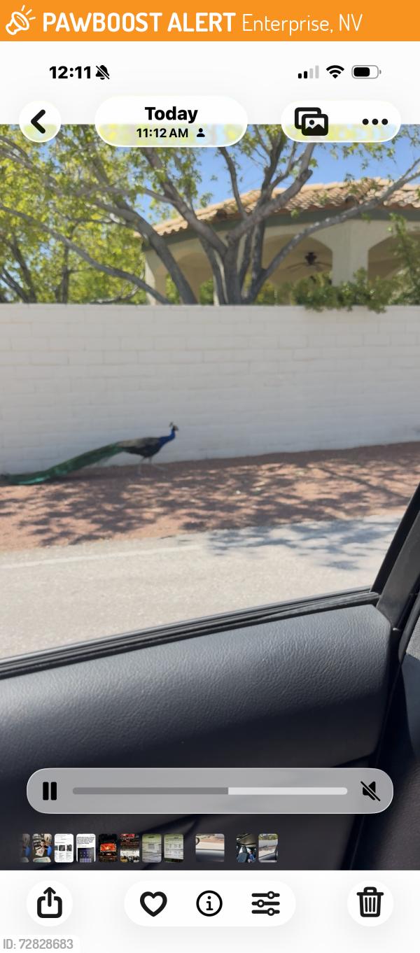Found/Stray Unknown Bird last seen Maulding/Decatur blvd, Enterprise, NV 89113
