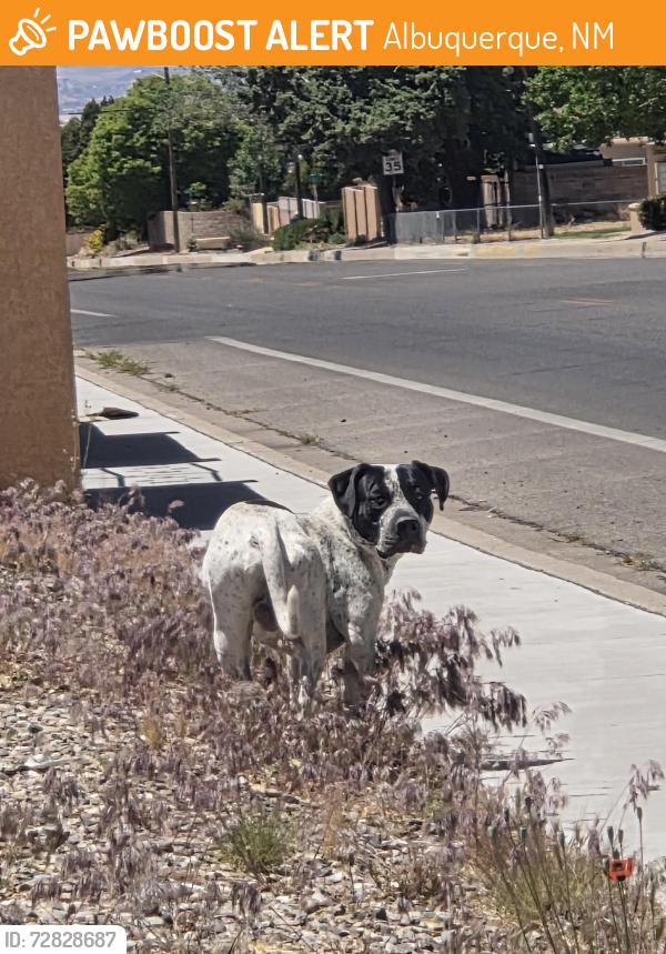 Found/Stray Male Dog last seen Juan tabo and Indian school near st Bernadette church, Albuquerque, NM 87112