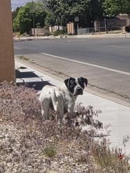 Found/Stray Male Dog last seen Juan tabo and Indian school near st Bernadette church, Albuquerque, NM 87112
