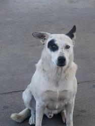 Found/Stray Male Dog last seen Corner of Filbert and Pine, Exeter, CA 93221