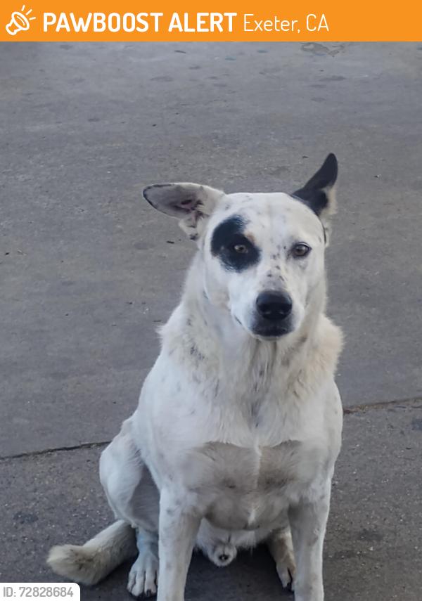 Found/Stray Male Dog last seen Corner of Filbert and Pine, Exeter, CA 93221