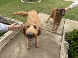 Found/Stray Male Dog last seen Mansfield Animal Control, Mansfield, TX 76063