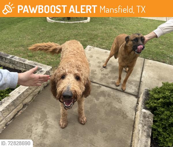 Found/Stray Male Dog last seen Mansfield Animal Control, Mansfield, TX 76063