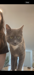 Lost Male Cat last seen Bailey woods lane , Chesterfield County, VA 23112