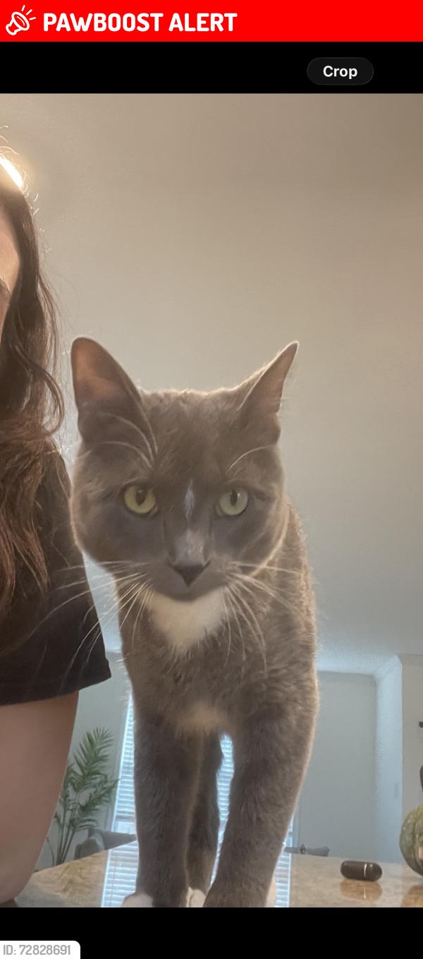 Lost Male Cat last seen Bailey woods lane , Chesterfield County, VA 23112