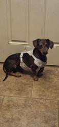 Found/Stray Male Dog last seen In Audubon Trace subdivision off Bankston Road Hammond LA, Hammond, LA 70403