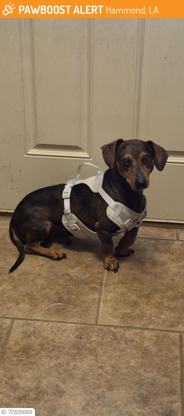 Found/Stray Male Dog last seen In Audubon Trace subdivision off Bankston Road Hammond LA, Hammond, LA 70403