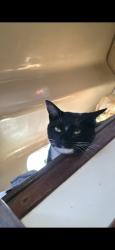 Lost Female Cat last seen Appleton Boulevard , South Gulf Cove, FL 33981