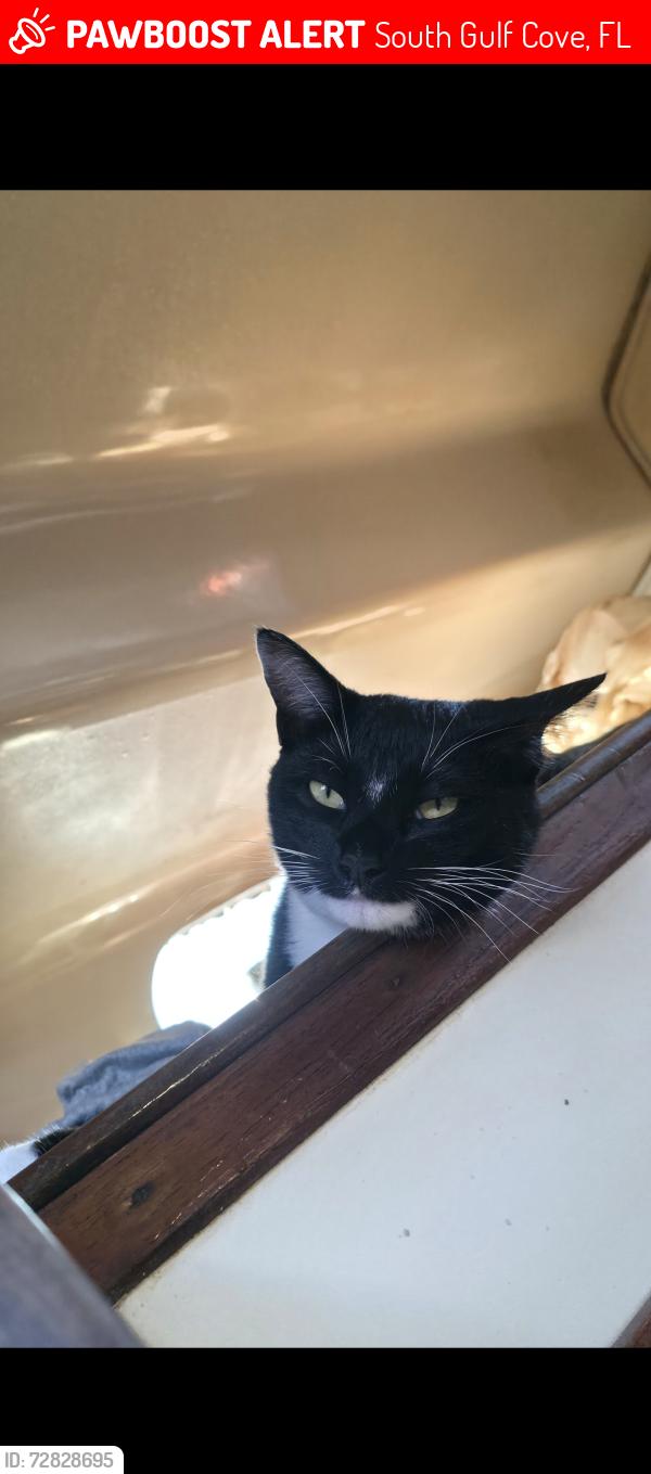 Lost Female Cat last seen Appleton Boulevard , South Gulf Cove, FL 33981