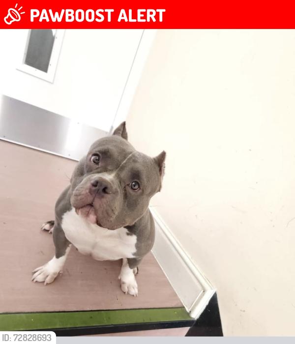 Lost Female Dog last seen Church road on the main road , Greater London, England NW10