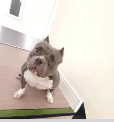 Lost Female Dog last seen Church road on the main road , Greater London, England NW10