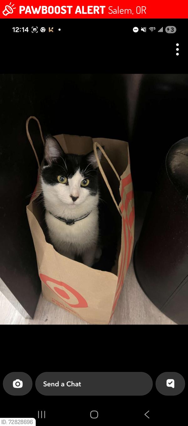 Lost Male Cat last seen D st salem oregon, Salem, OR 97301