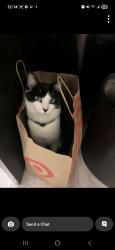 Lost Male Cat last seen D st salem  oregon , Salem, OR 97301