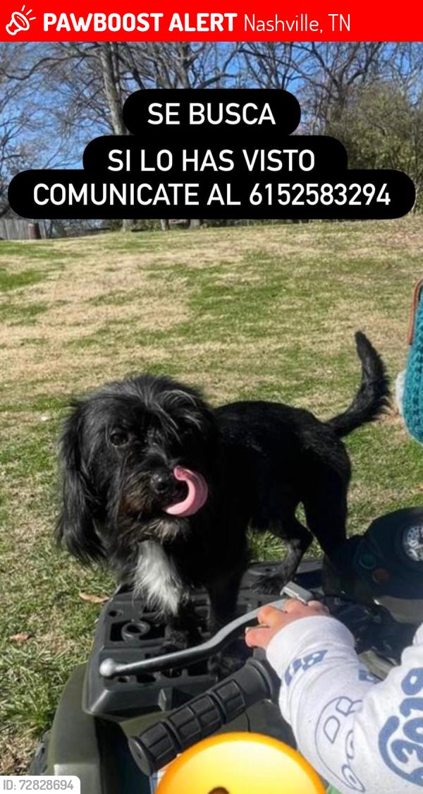 Lost Male Dog last seen Near Adamwood dr 37211, Nashville, TN 37211