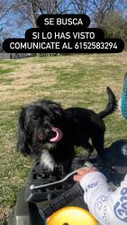 Lost Male Dog last seen Near Adamwood dr 37211, Nashville, TN 37211