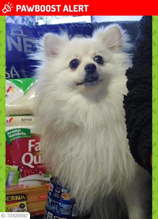 Lost Male Dog last seen Sagitario 8 y la Florida , Ecatepec de Morelos, Méx. 55129