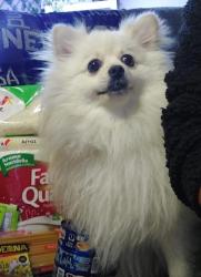 Lost Male Dog last seen Sagitario 8 y la Florida , Ecatepec de Morelos, Méx. 55129