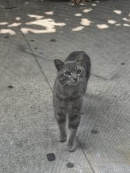 Found/Stray Unknown Cat last seen Bristol y segerstrom, Orange County, CA 92626