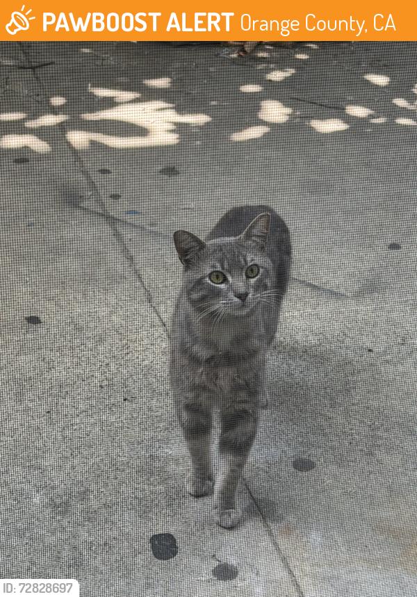 Found/Stray Unknown Cat last seen Bristol y segerstrom, Orange County, CA 92626
