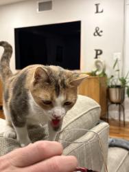 Lost Female Cat last seen Liberty canyon , Agoura Hills, CA 91301