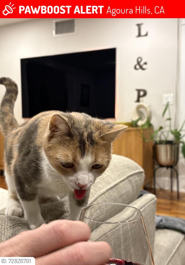 Lost Female Cat last seen Liberty canyon , Agoura Hills, CA 91301