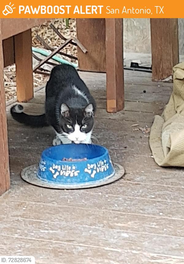 Found/Stray Unknown Cat last seen Lakebend west, San Antonio, TX 78244