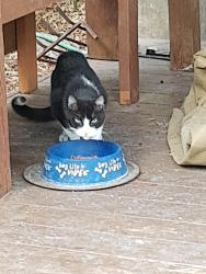 Found/Stray Unknown Cat last seen Lakebend west, San Antonio, TX 78244