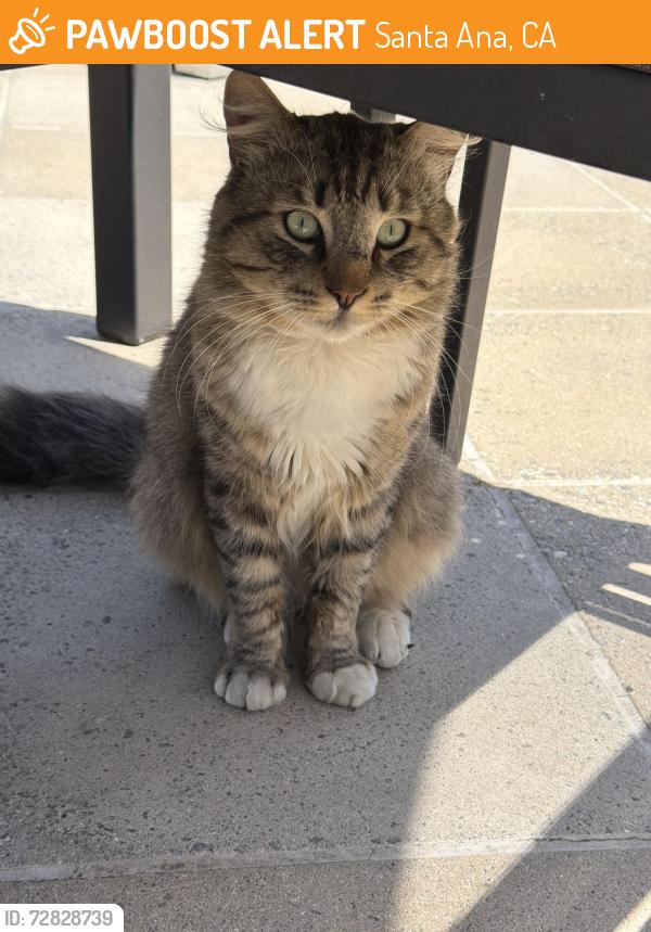 Found/Stray Unknown Cat last seen MacArthur and MacArthur Pl , Santa Ana, CA 92707